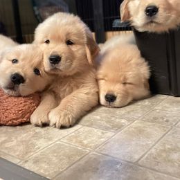 Golden Retriever Puppies from Davis Pond Goldens