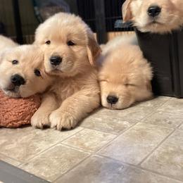 Golden Retriever Puppies from Davis Pond Goldens