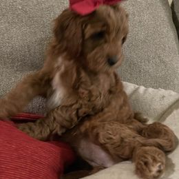 Goldendoodle Puppies from Patton Doodles