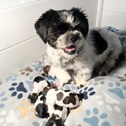Shih Tzu Puppies from NC Stellar Puppies