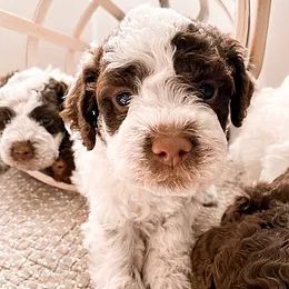 Lagotti Romagnoli and Portuguese Water Dogs from Boardwalk Water Dogs