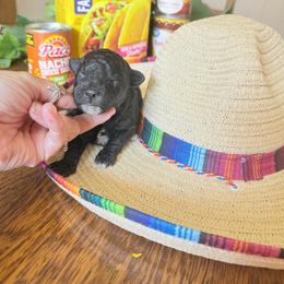 Bean - Black male Goldendoodle puppy in Cherry Tree, Pennsylvania from Plum Creek Acres Next Generation