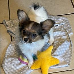 Scarlet - White black and tan female Papillon puppy in Central Florida, Florida from Sunshine Papillons