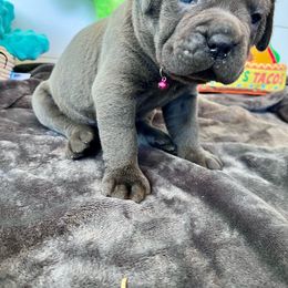 Reno - Gray Cane Corso puppy in Clarksburg, West Virginia from West By God Virginia Cane Corso