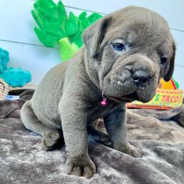 Reno - Gray Cane Corso puppy in Clarksburg, West Virginia from West By God Virginia Cane Corso