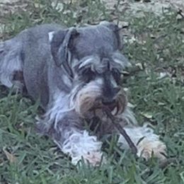 Gonzo - Miniature Schnauzer