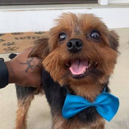 Yorkshire Terriers from THOMP PAWS