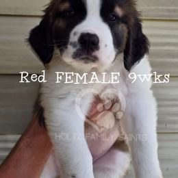 Girl 2 - White and brown female Saint Bernard puppy in Kaukauna, Wisconsin from Holtz Family Saints