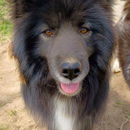 Church - Black female Siberian Husky puppy in West Liberty, Ohio from Skyfallsiberians