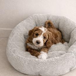 Tux - Guardian Home Opportunity South Florida Only - Parti male Goldendoodle puppy in Davie, Florida from Miami Mini Doodles