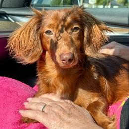 Ruby - Dachshund