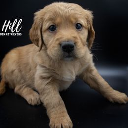 Golden Retriever Puppies from Stormy Hill Golden Retrievers