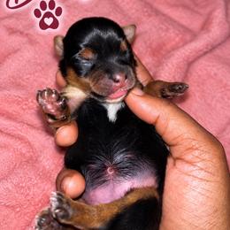 Darla - Black and tan female Yorkshire Terrier puppy in Gastonia, North Carolina from Banks Dynasty Kennel