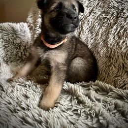 Pink Collar - Sable German Shepherd puppy in Wellington, Colorado from Altvater German Shepherds