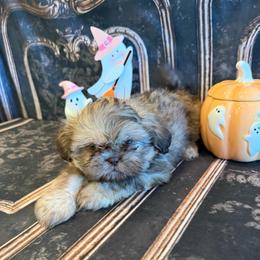 Maria - Liver female Shih Tzu puppy in Success, Missouri from Sweet Success