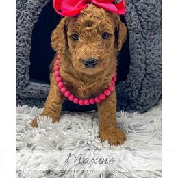 Maxine - Red  female Goldendoodle puppy in State Road, North Carolina from Must Love Doodles