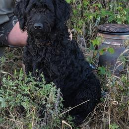 Cockapoo and Goldendoodle All Grown Up from Meghan McKay