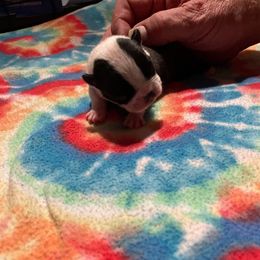 Greg - Black and white male Boston Terrier puppy in Preston, West Virginia from Charlie’s Pride