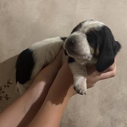 Girl 3 - female Basset Hound puppy in Tonkawa, Oklahoma from Lazy Daisy Basset Hounds