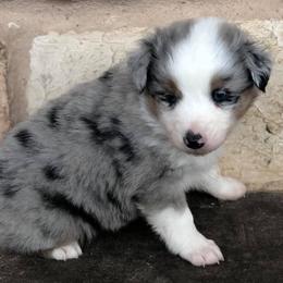 Miniature Australian Shepherd Puppies from Kuttin’ Up Mini Aussies