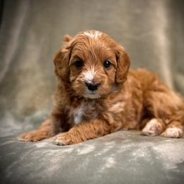 Brooke - Apricot female Cavapoo puppy in North Branch, Minnesota from Rosie’s Pups MN