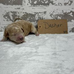 Boy 1 - Apricot male Goldendoodle puppy in Nortonville, Kentucky from Deb’s KY Doodles