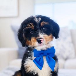 Kash - Tri-color male Bernedoodle puppy in Port Orange, Florida from Royal doodles of Florida