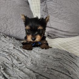 Grunt - Black and tan male Yorkshire Terrier puppy in Sidney, Ohio from Little Yorkie World