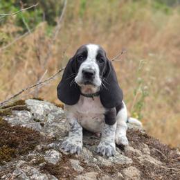 Daryl - Black and white male Basset Hound puppy in Valley, Washington from Peaceful Valley Paws
