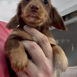 LILY MAE (hot pink) - Chocolate and tan female Dachshund puppy in Vero Beach, Florida from Joseph’s Dachshunds