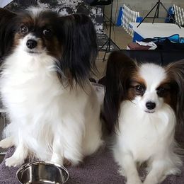 Papillons from CassiK'