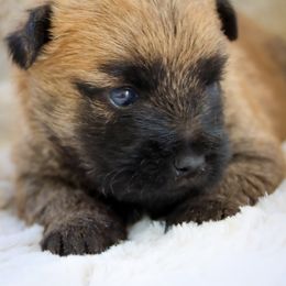 Wren - Wheaten female Cairn Terrier puppy in St. Joseph, Missouri from Stone & Thistle Cairn Terriers