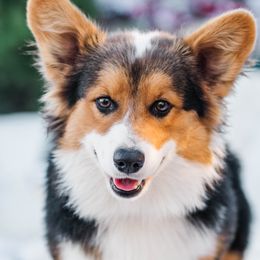 Grant - Pembroke Welsh Corgi
