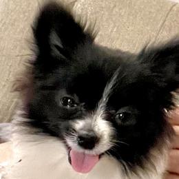 Freddy - Pomeranian