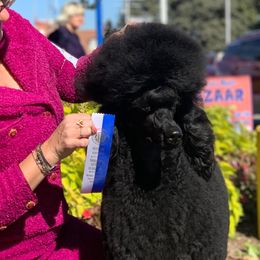 Karma  - Poodle
