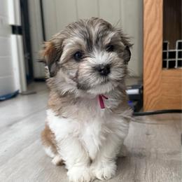 Pink collar - Red sable female Havanese puppy in Silverton, Oregon from PNW Havanese