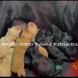 2nd pick yellow male - Yellow male Labrador Retriever puppy in Newport, North Carolina from AKS’s Water Bound Retrievers