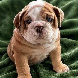 Mr perfect - Red male Bulldog puppy in Seattle, Washington from mama Myra bulldogs