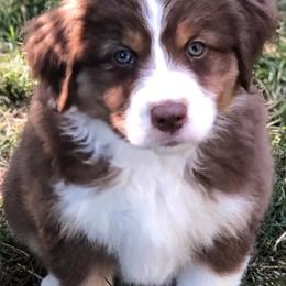 Australian Shepherd Puppies from Black Canyon Corral Aussies