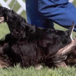 Cocker Spaniel and Shih Tzu All Grown Up from Newsong Cockers & Shih Tzu
