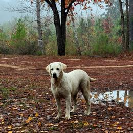 Labrador Retrievers from Long Creek Labradors
