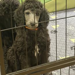 Orange collar silver male - Silver male Poodle puppy in Maryland from Hernwood Heelers & Poodles