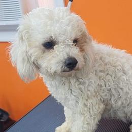 Pebbles - Shihpoo
