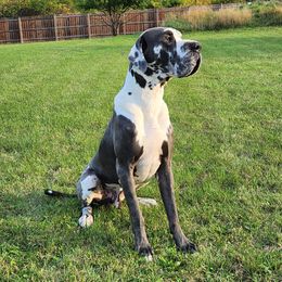 Louie - Great Dane