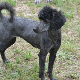 Indy - Poodle