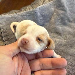 Yellow Collar-Lucky - Red and white male Beagle puppy in Las Vegas, Nevada from Hound Kings