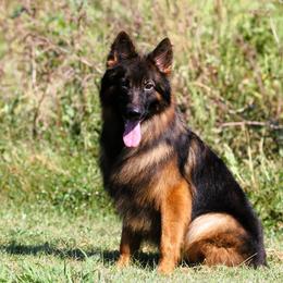 Panic - Sable male German Shepherd puppy in Rockwall, Texas from Debut Shepherds