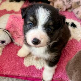 Danika - Black tri female Miniature Australian Shepherd puppy in Gatesville, Texas from Southern Promise Aussie’s