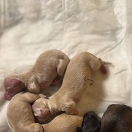Dachshund puppies from Heavenly Heritage Dachshunds and Doods