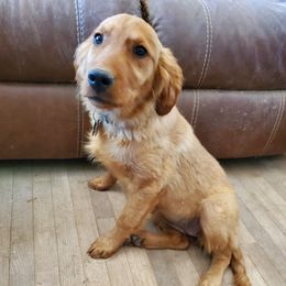 Gem - Golden Retriever